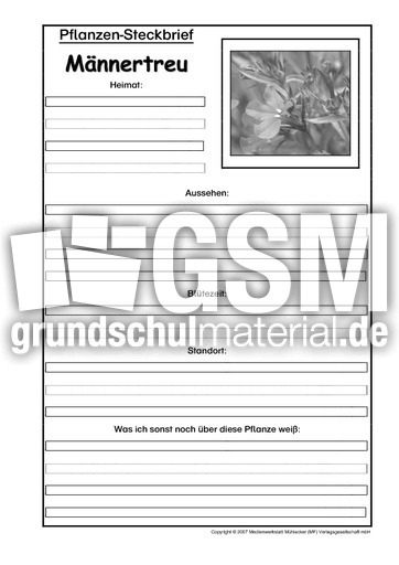 Pflanzensteckbrief-Männertreu-SW.pdf